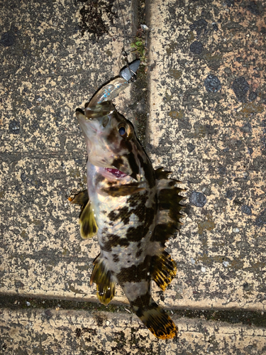 タケノコメバルの釣果