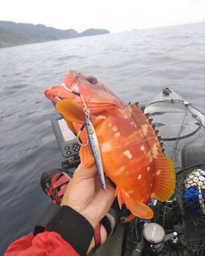 アカハタの釣果