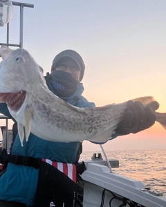 タラの釣果