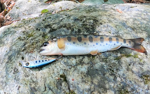 ヤマメの釣果