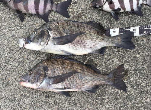 クロダイの釣果