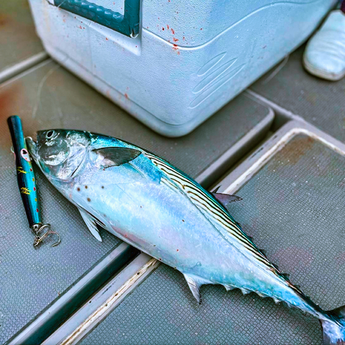 スマガツオの釣果