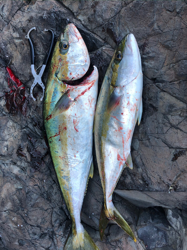 ヤズの釣果