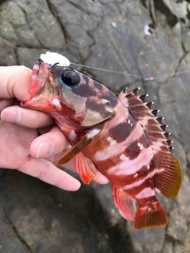 アカハタの釣果