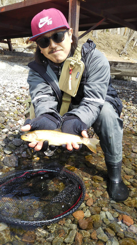 アメマスの釣果