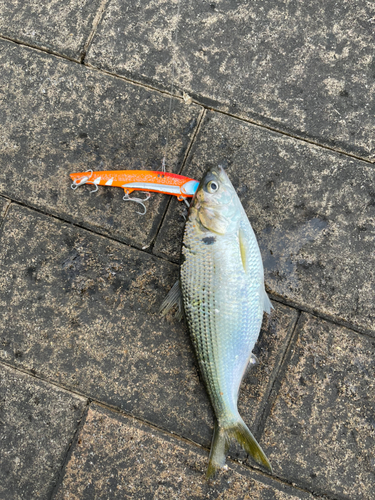 コノシロの釣果