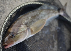 ホッケの釣果