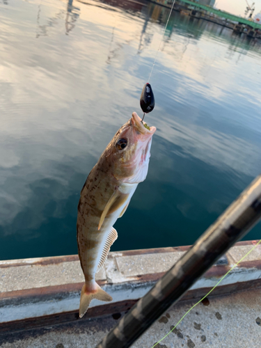 ホッケの釣果