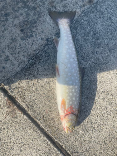 アメマスの釣果