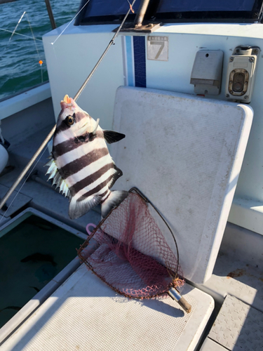 イシダイの釣果