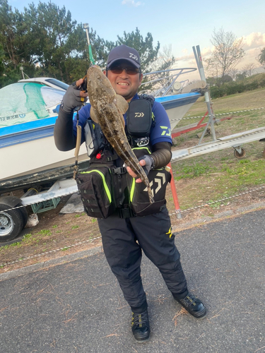 マゴチの釣果