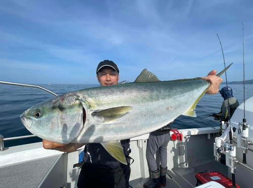 ブリの釣果