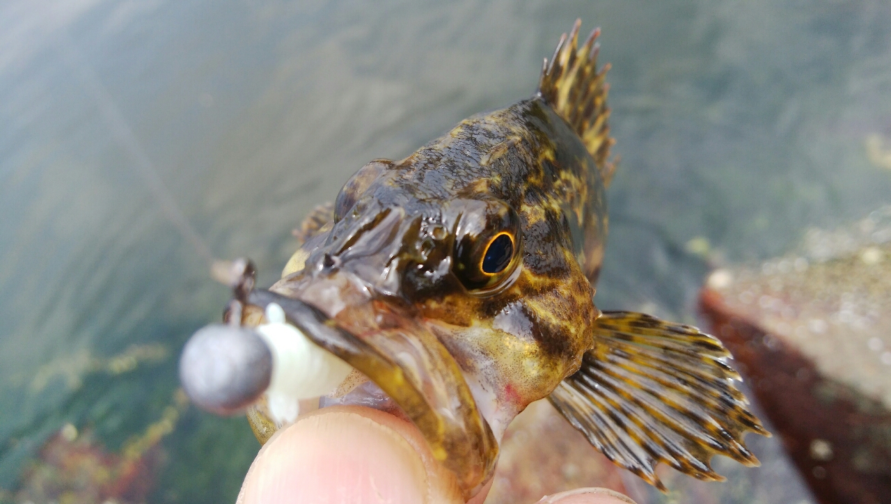 タケノコメバル