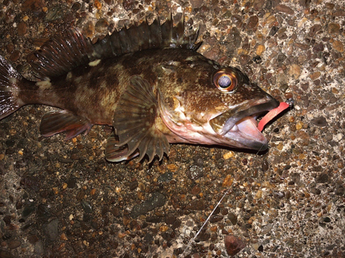 タケノコメバルの釣果