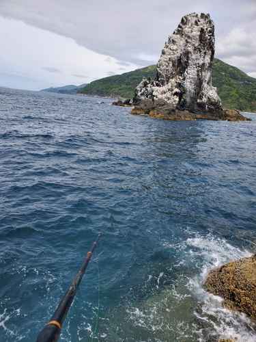 メジナの釣果