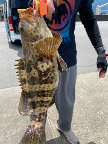 チャイロマルハタの釣果