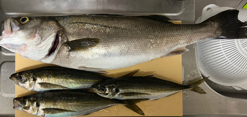 マアジの釣果