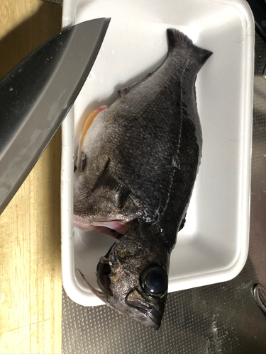 クロメバルの釣果