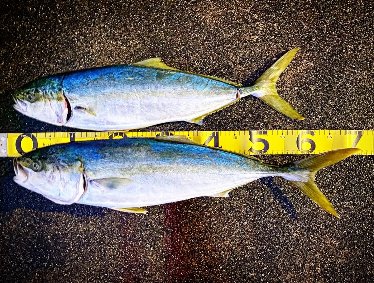 もたつさんの釣果 2枚目の画像