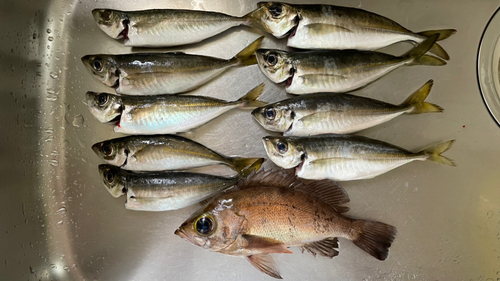 アジの釣果