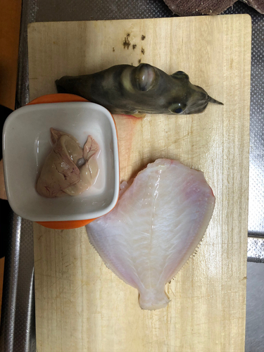 カワハギの釣果