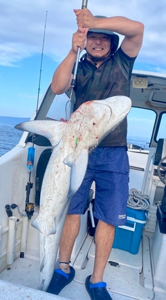 ヨシキリザメの釣果