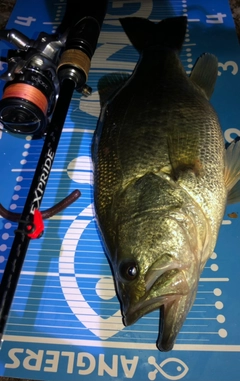 ブラックバスの釣果