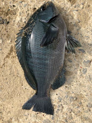 メジナの釣果