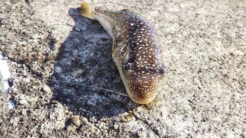 フグの釣果