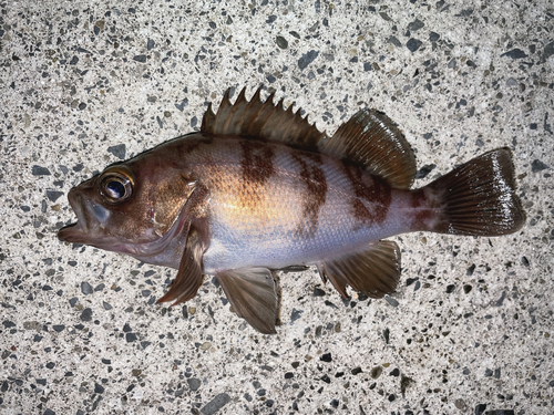 メバルの釣果