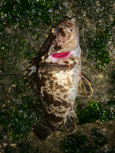 タケノコメバルの釣果