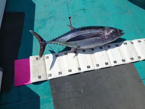 ビンチョウマグロの釣果