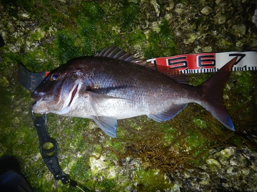 タイの釣果