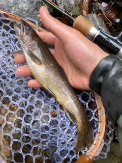 イワナの釣果