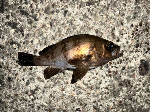 メバルの釣果