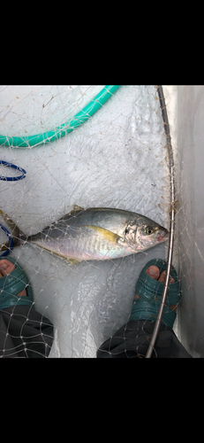 シマアジの釣果