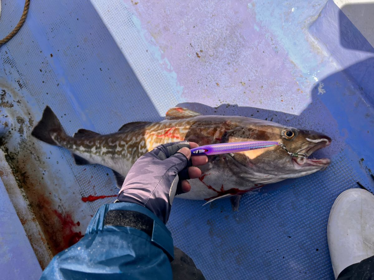 ホロケウカムイさんの釣果 2枚目の画像