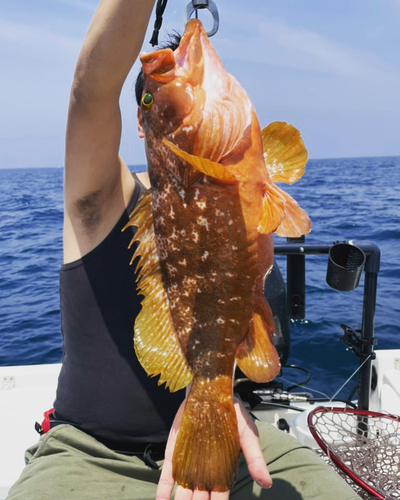 アコウの釣果