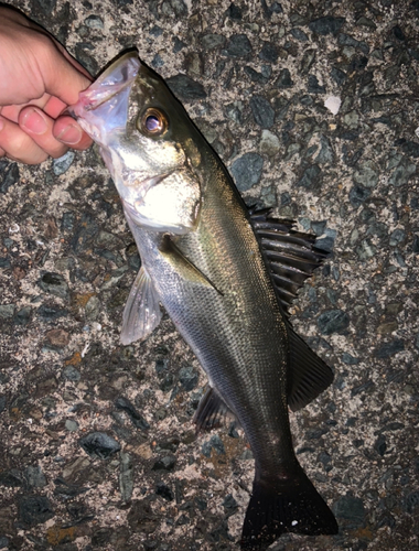 スズキの釣果