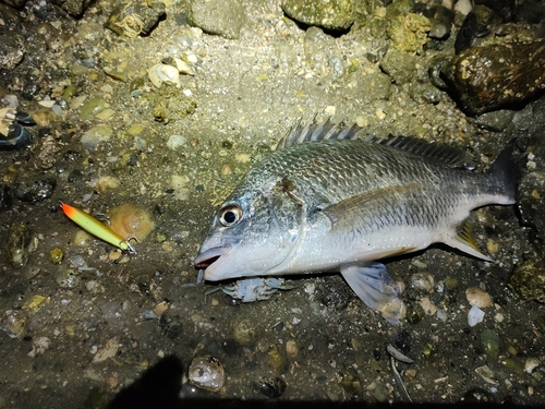 キビレの釣果