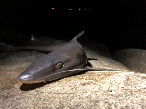 サメの釣果