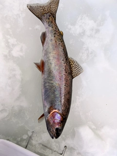 ワカサギの釣果