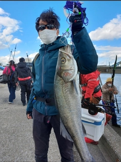 スズキの釣果