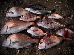 マダイの釣果