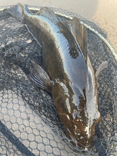 アイナメの釣果