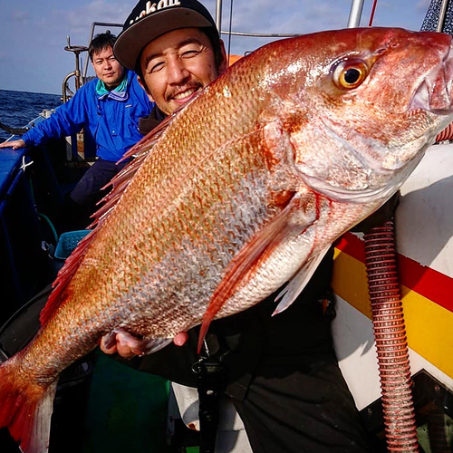 マダイの釣果