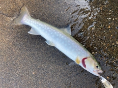 アメマスの釣果