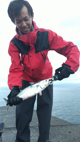 ソウダガツオの釣果