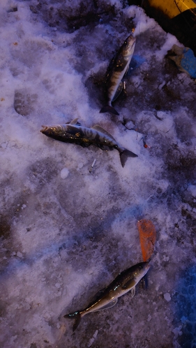 ホッケの釣果