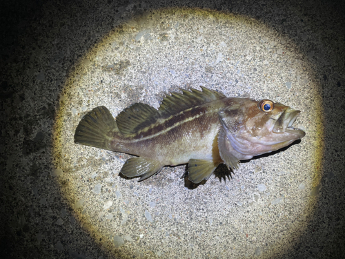 シマソイの釣果